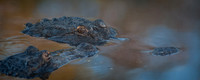 Alligators