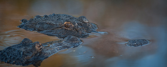 Alligators