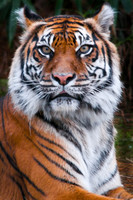 Big Cats