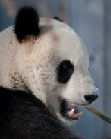 Panda Bears