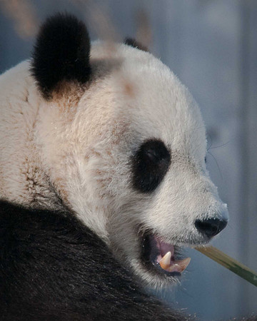 Tai Shan Portrait