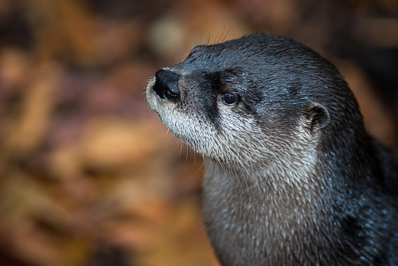 River Otter