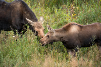 Moose Cow with Calf