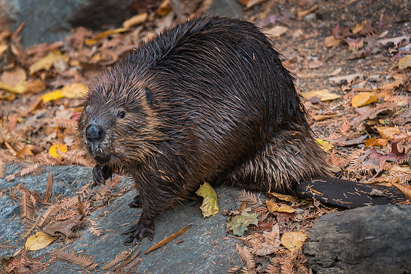 Beaver