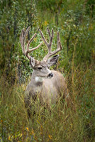 Buck, 10 Point in Velvet