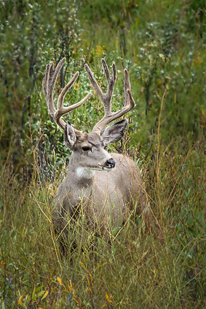 Buck, 10 Point in Velvet