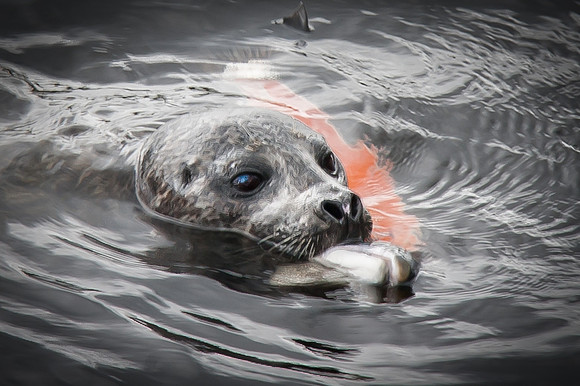 Harbor Seal with Salmon Carcass