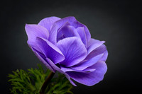 Purple Anemone