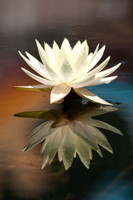 Lotus & Lillies