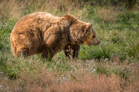 Cinnamon Grizzly Bear