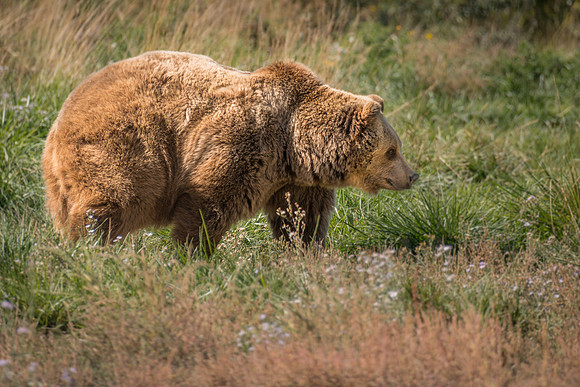 Cinnamon Grizzly Bear