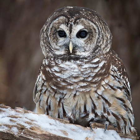 Barred Owl
