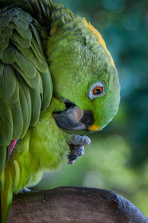 Yellow Nape Amazon