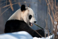 Tai Shan 2