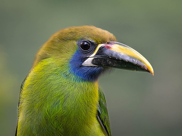 Northern Emerald Toucanet