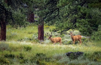 10 Point Bucks