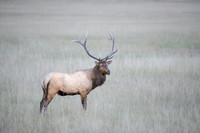 Bull Elk