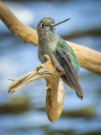 Green-fronted Lancebill