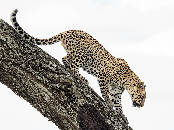 Leopard Climbing Down