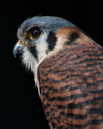 American Kestral
