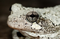 Tree Frog 2