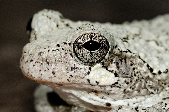 Tree Frog 2
