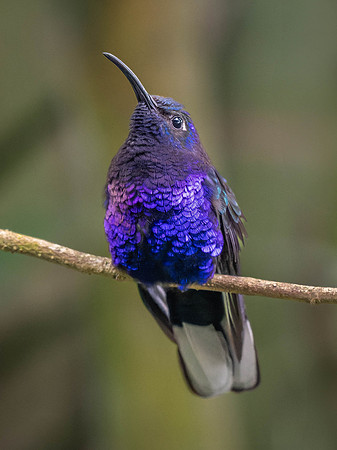 Violet Sabrewing