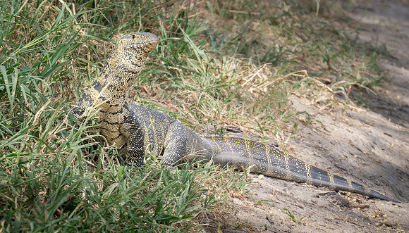 20240216-Tanzania  20241902-DNG_DxO_DeepPRIME