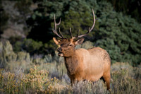 Bull Elk