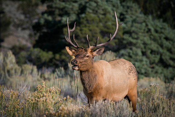 Bull Elk