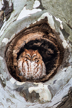 Eastern Screech Owl - Red