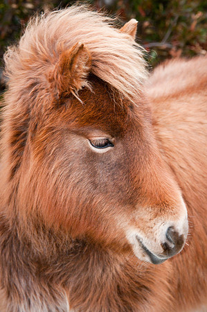 Yearling