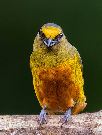 Olive Backed Euphonia, Male