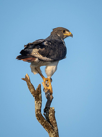 Augur Buzzard