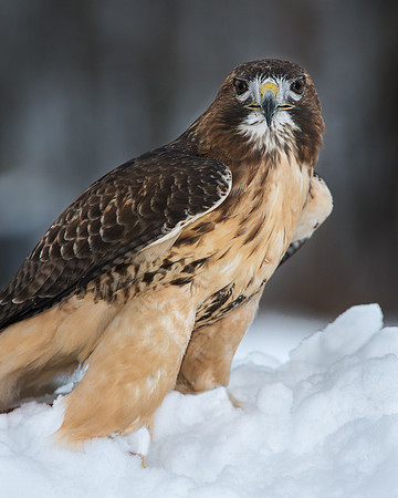 Red Tailed Hawk