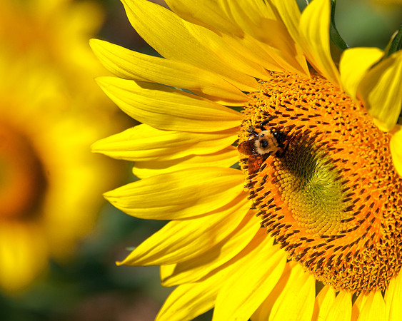 Bee in Sunflower