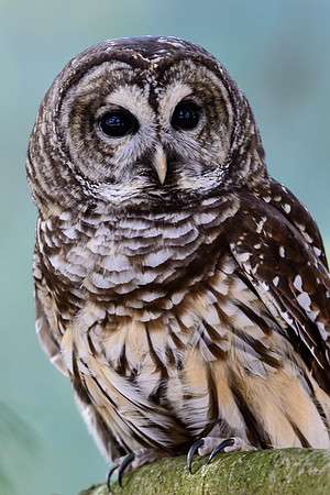Barred Owl