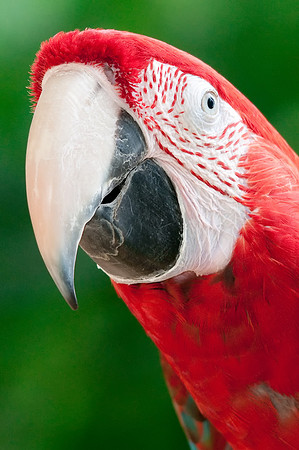 Green Wing Macaw, Portrait
