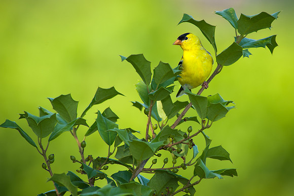American Goldfinch