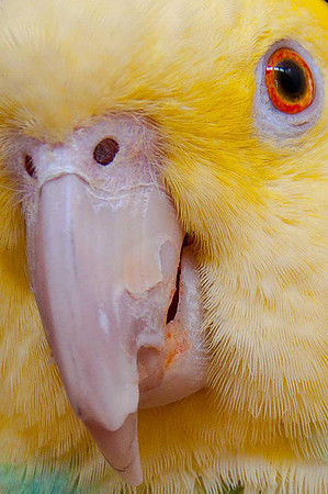 Jose Close up