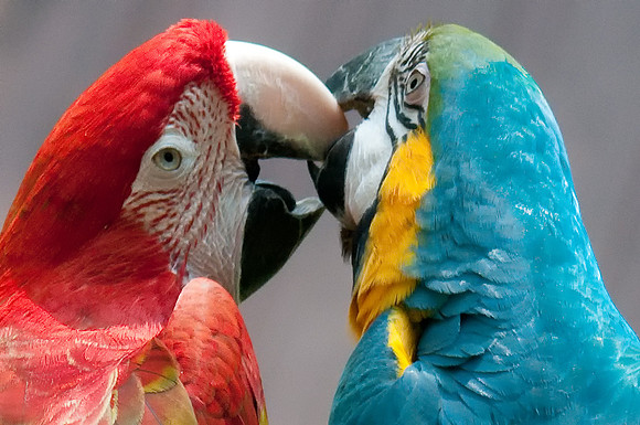 "The Kiss"