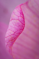 Lotus Petal