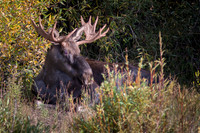 Bull Moose
