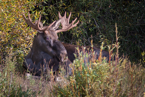 Bull Moose