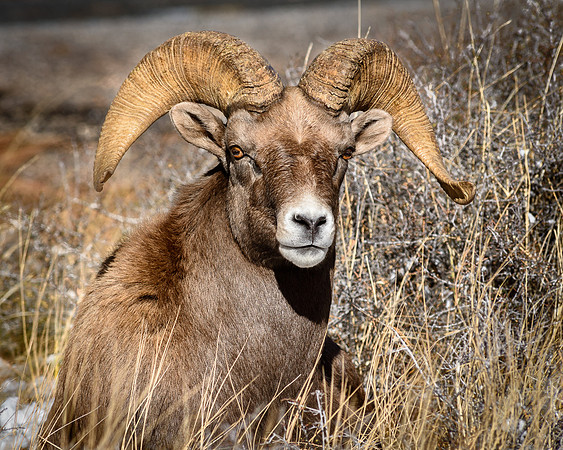 Ram