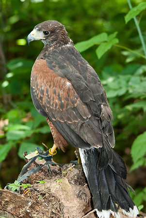 Red Shoulder Hawk