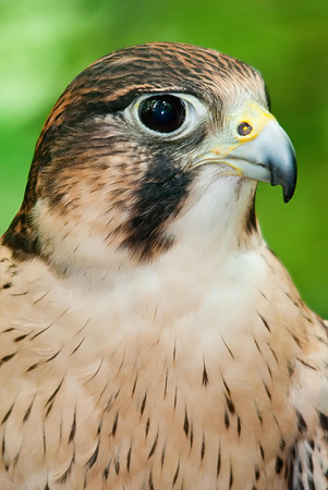 Peregrine Falcon