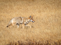 Coyote