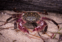 Crab