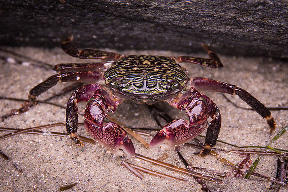 Crab